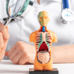 What organs does Eliquis affect?